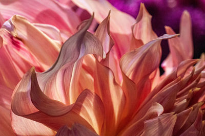 Close-up of pink rose