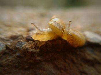 Close-up of snail on rock
