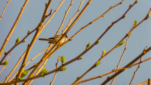 Low angle view of bird perching on branch against sky