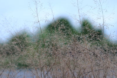 Trees on field against sky in forest