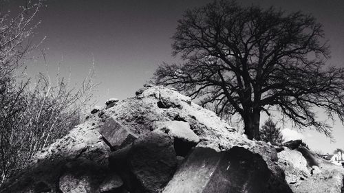 Low angle view of bare trees against sky