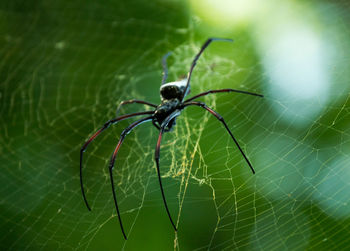 Close-up of spider on web