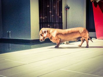 Side view of dog standing on floor