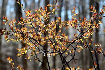 Close-up of autumn leaves on tree