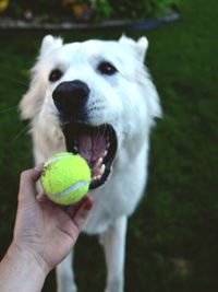 Close-up of hand holding dog