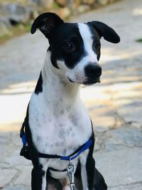 Portrait of a dog