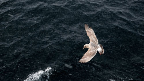 Bird flying over sea