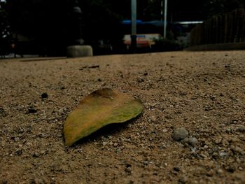 Close-up of autumn leaf