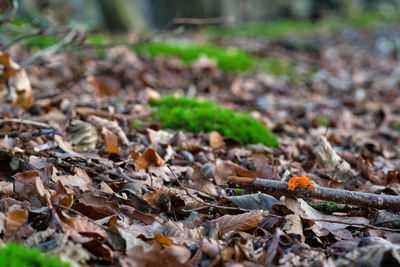 Close-up of autumn leaves on field