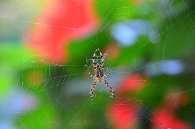 Close-up of spider on web