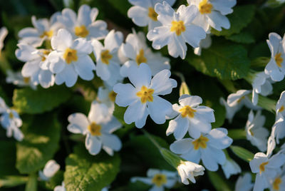 Close-up of white flowering plants