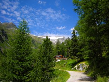 Road amidst trees in forest against sky