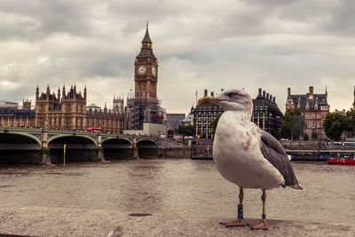 Bird with the big ben in background 