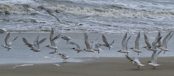 Waves on shore at beach