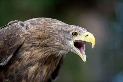 White-tailed eagle portrait in forest. danger animal in nature habitat. wildlife scene