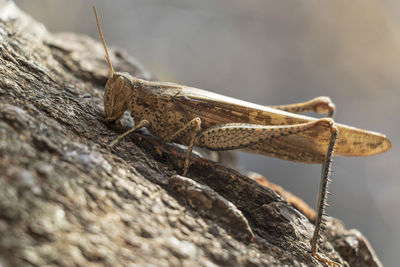 Close-up of insect on rock