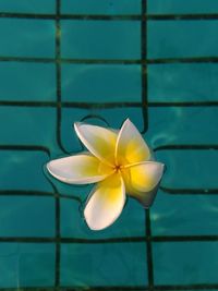 Close-up of frangipani blooming outdoors