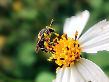 Close-up of butterfly pollinating on flower