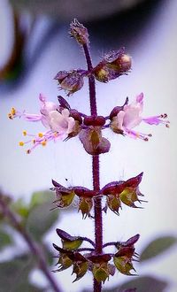 Close-up of flowers