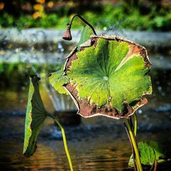 Close-up of leaf