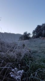 Scenic view of field against clear sky during winter