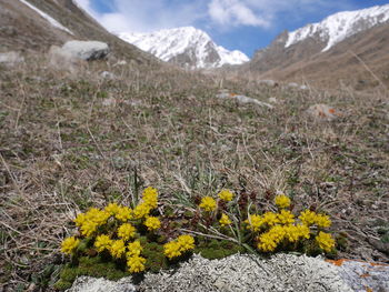 Yellow flowering plants on snow covered field