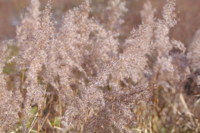 Close-up of flowering plant on field