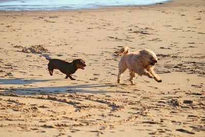Dog running on beach