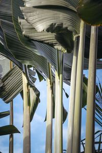 Low angle view of palm leaves against sky