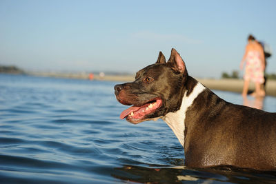 Close-up of dog in sea against clear sky