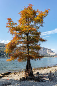 Tree by lake against sky during autumn