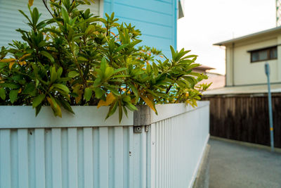 Close-up of plant against building