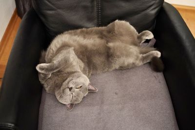High angle view of cat sleeping on sofa