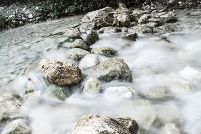 River flowing through forest