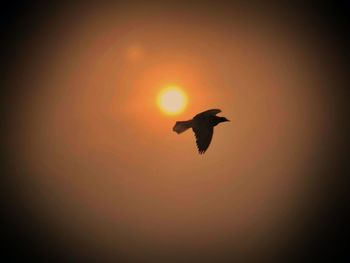 Silhouette of bird at sunset