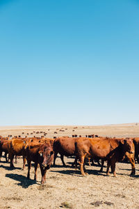 A herd of cows in the field