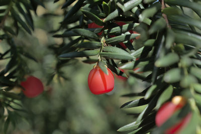 Close-up of red berries growing on tree