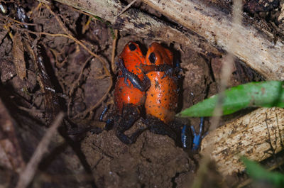 Close-up of frogs on field