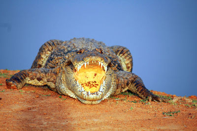 Close-up of a crocodile against sky