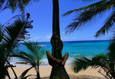 Low angle view of palm tree by sea against clear sky