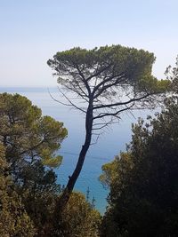 Trees against clear sky