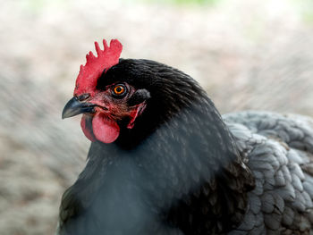 Close-up of a bird looking away