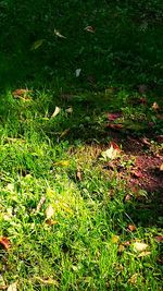 Plants growing on grassy field