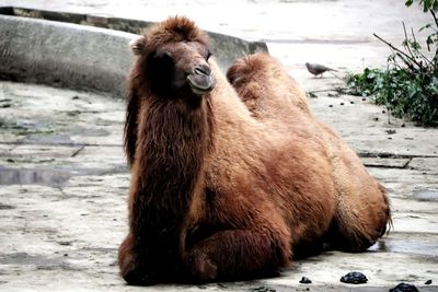 Lion sitting in zoo