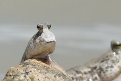 Close-up of fish and barnacle on rock