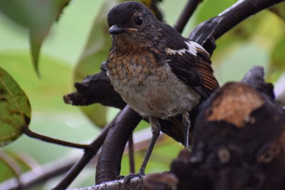 Close-up of bird perching on branch