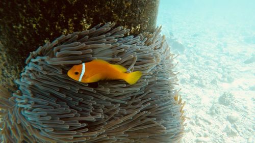 High angle view of fish swimming in sea