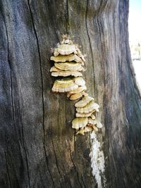 Close-up of tree trunk