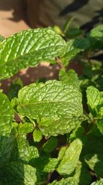 Close-up of fresh green plant