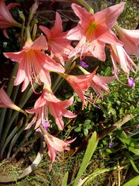 Close-up of flowers blooming outdoors